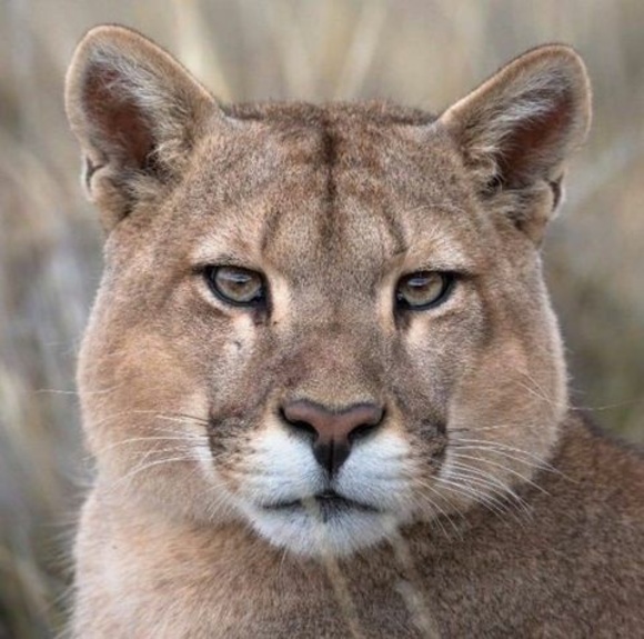 Meet your Posher, Conway - Picture 1 of 1